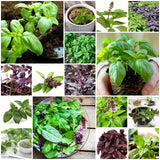 Basil Mix Seeds 15+ Varieties Heirloom Non-GMO Fragrant BN100
