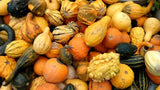 Organic Gourd, Ornamental, Fancy Mix seeds , Non-GMO B25