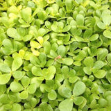Purslane Mix Seeds 5+ Varieties Heirloom Non-GMO Fragrant BN100