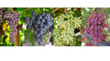 Amazing Mix of - disease resistant grape vines for COLD HARDY ZONES (US 4-9) - 15 fresh cuttings