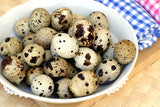 Fresh Quail Eggs Organic Coturnix eggs Quail Eggs 12 eggs for everyday use 1 dozen