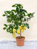 Edible Organic Meyer Lemon Fruit Seeds, Exotic Tropical Citrus Bonsai Lemon Plant Seeds, Non GMO, Heirloom Seeds, BN 5