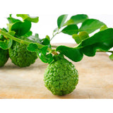 Fresh Thai Kaffir Lime Seeds Citrus Hystrix Seeds  (Wild Lime), BN 5