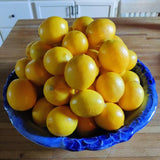 Edible Organic Meyer Lemon Fruit Seeds, Exotic Tropical Citrus Bonsai Lemon Plant Seeds, Non GMO, Heirloom Seeds, BN 5