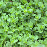 Oregano Seed Mix VULGARE OREGANO, Organic, NonGMO, Heirloom B100