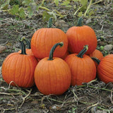Connecticut Howden Field Pumpkins - Seeds - Non Gmo - Heirloom Seeds – Pumpkin Seeds B50