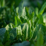 Green Belleville Sorrel Seeds Heirloom Non-GMO  BN50