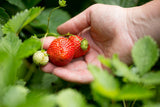 Huge Strawberry Seeds Blend for planting  - Fruit Seeds, Heirloom Seeds, Garden Seeds, Organic Seeds, Non GMO B25