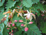 Thai Tamarind tree seeds: Tamarin, Tamarindo, Tamarindus Indica, Tamarind Tree, Tamarind Seed, 100% Organic non gmo B5
