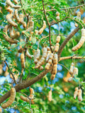 Thai Tamarind tree seeds: Tamarin, Tamarindo, Tamarindus Indica, Tamarind Tree, Tamarind Seed, 100% Organic non gmo B5