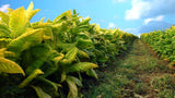 Mixed Tobacco Varieties Organic Heirloom Non-GMO Seeds B100